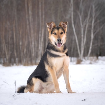 Собаки в добрые руки - Харди - 2