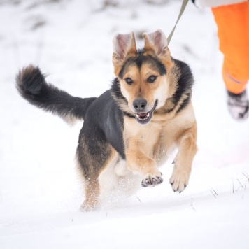 Собаки в добрые руки - Харди - 3