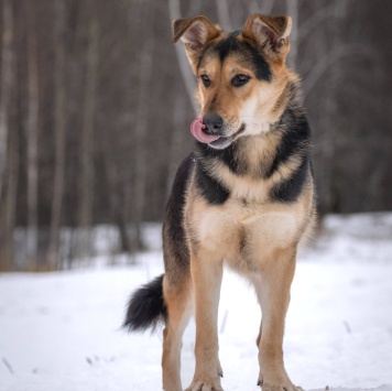 Собаки в добрые руки - Харди - 4