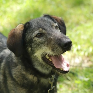 Собаки в добрые руки - Сюрприз