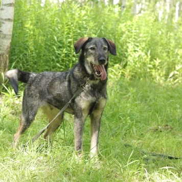 Собаки в добрые руки - Сюрприз - 1