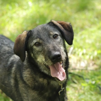 Собаки в добрые руки - Сюрприз - 2