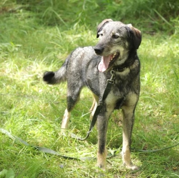 Собаки в добрые руки - Сюрприз - 3
