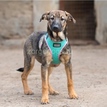 Собаки в добрые руки - Мона