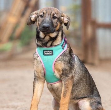 Собаки в добрые руки - Мона - 1