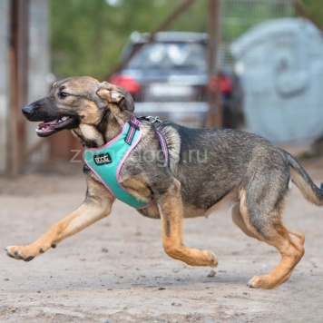 Собаки в добрые руки - Мона - 2