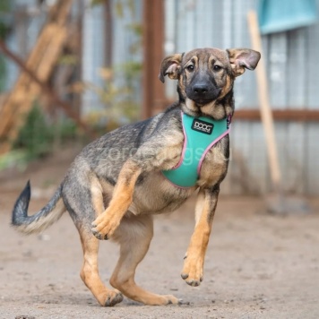Собаки в добрые руки - Мона - 3