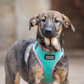 Собаки в добрые руки - Мона - 4