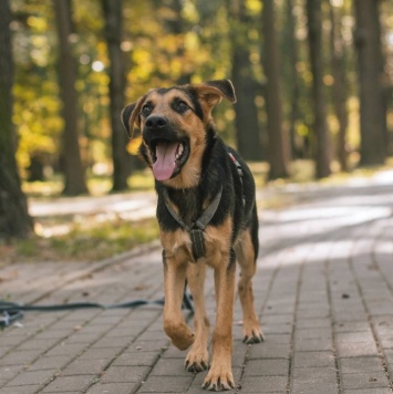 Собаки в добрые руки - Маффин - 2