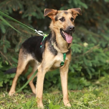 Собаки в добрые руки - Маффин - 4