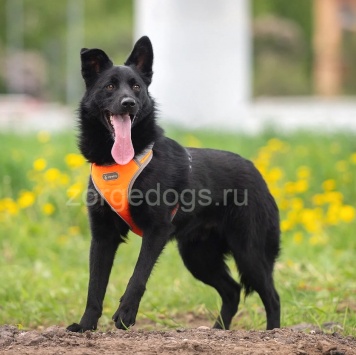 Собаки в добрые руки - Уголёк - 3