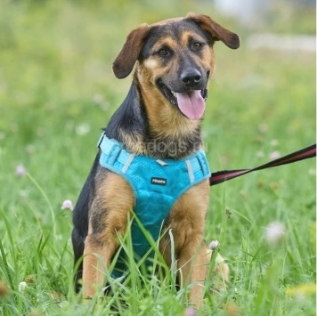 Собаки в добрые руки - Пелле