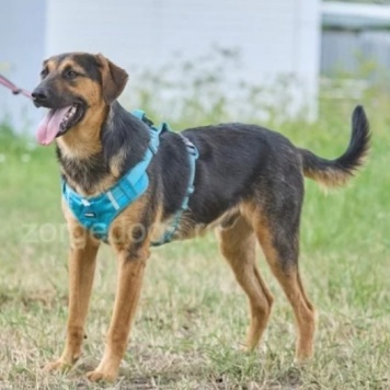 Собаки в добрые руки - Пелле - 1