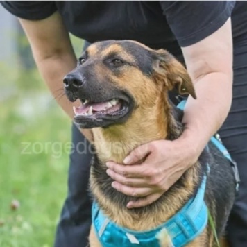 Собаки в добрые руки - Пелле - 2