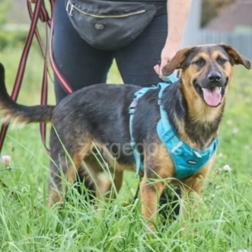 Собаки в добрые руки - Пелле - 3