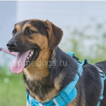 Собаки в добрые руки - Пелле - 4