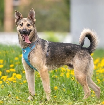 Собаки в добрые руки - Алекс - 1