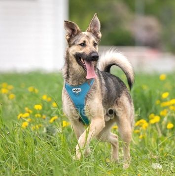 Собаки в добрые руки - Алекс - 2
