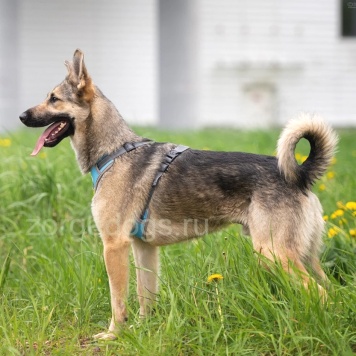 Собаки в добрые руки - Алекс - 3