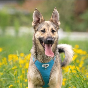 Собаки в добрые руки - Алекс - 4