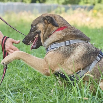 Собаки в добрые руки - Тоша - 1