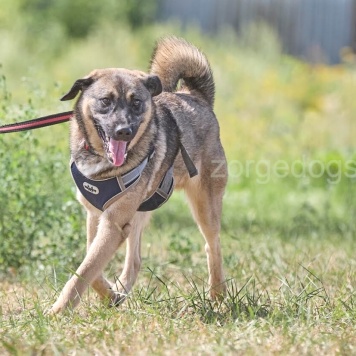 Собаки в добрые руки - Тоша - 2