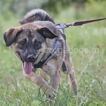 Собаки в добрые руки - Тоша - 3