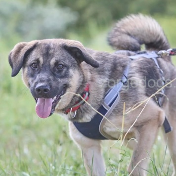 Собаки в добрые руки - Тоша - 4