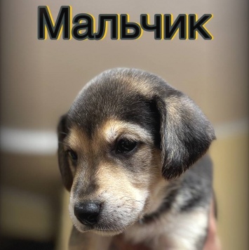 Без имени - Собаки в добрые руки