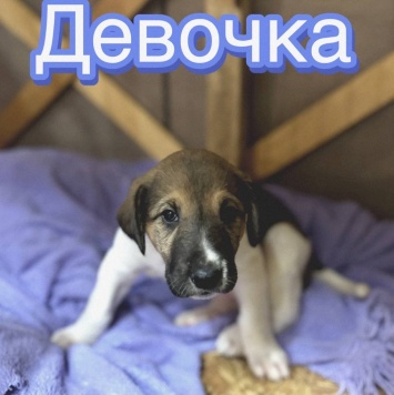 Собаки в добрые руки - Без имени - 1