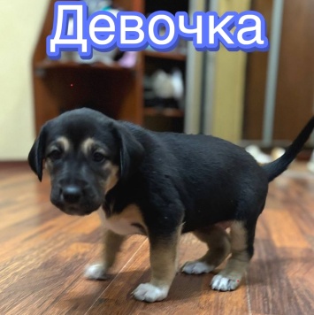 Собаки в добрые руки - Без имени - 2