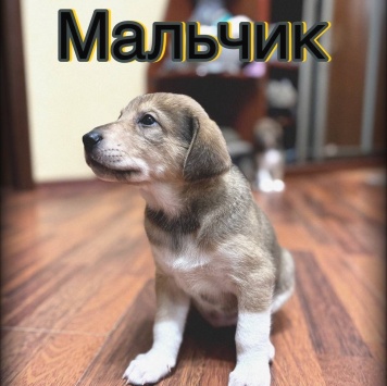 Собаки в добрые руки - Без имени - 3