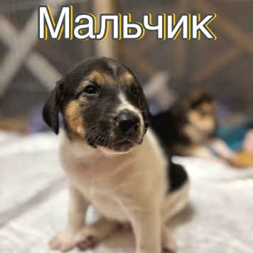 Собаки в добрые руки - Без имени - 4
