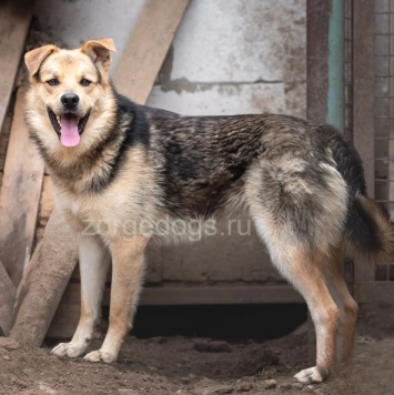 Собаки в добрые руки - Персик - 4