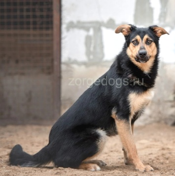 Собаки в добрые руки - Джек - 2