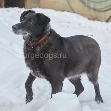 Собаки в добрые руки - Лабра - 1