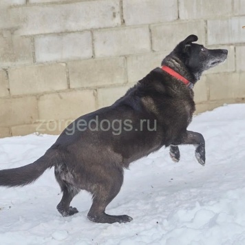 Собаки в добрые руки - Лабра - 2