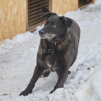 Собаки в добрые руки - Лабра - 3