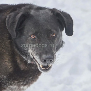 Собаки в добрые руки - Лабра - 4