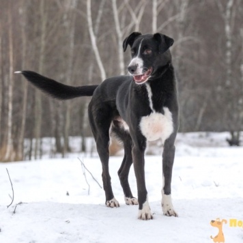 Собаки в добрые руки - Поляк - 1