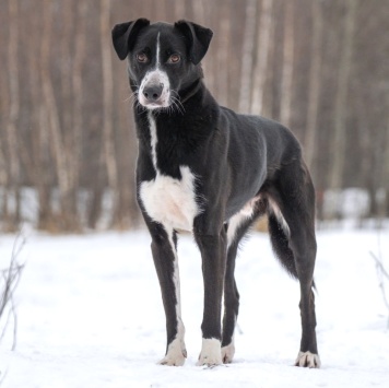 Собаки в добрые руки - Поляк