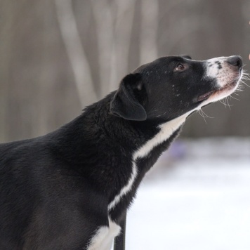 Собаки в добрые руки - Поляк - 3