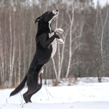 Собаки в добрые руки - Поляк - 4
