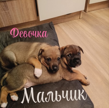 Майли - Собаки в добрые руки