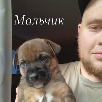 Собаки в добрые руки - Майли - 1