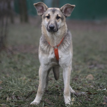 Аврора - Собаки в добрые руки