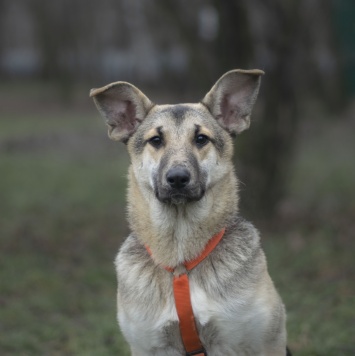 Собаки в добрые руки - Аврора - 1