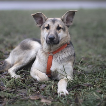 Собаки в добрые руки - Аврора - 2