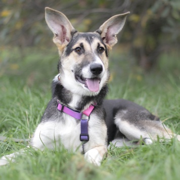 Собаки в добрые руки - Эльза - 1