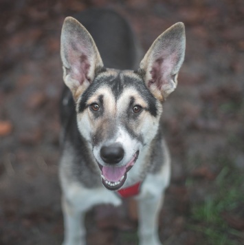 Собаки в добрые руки - Эльза - 1